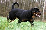 ROTTWEILER 436